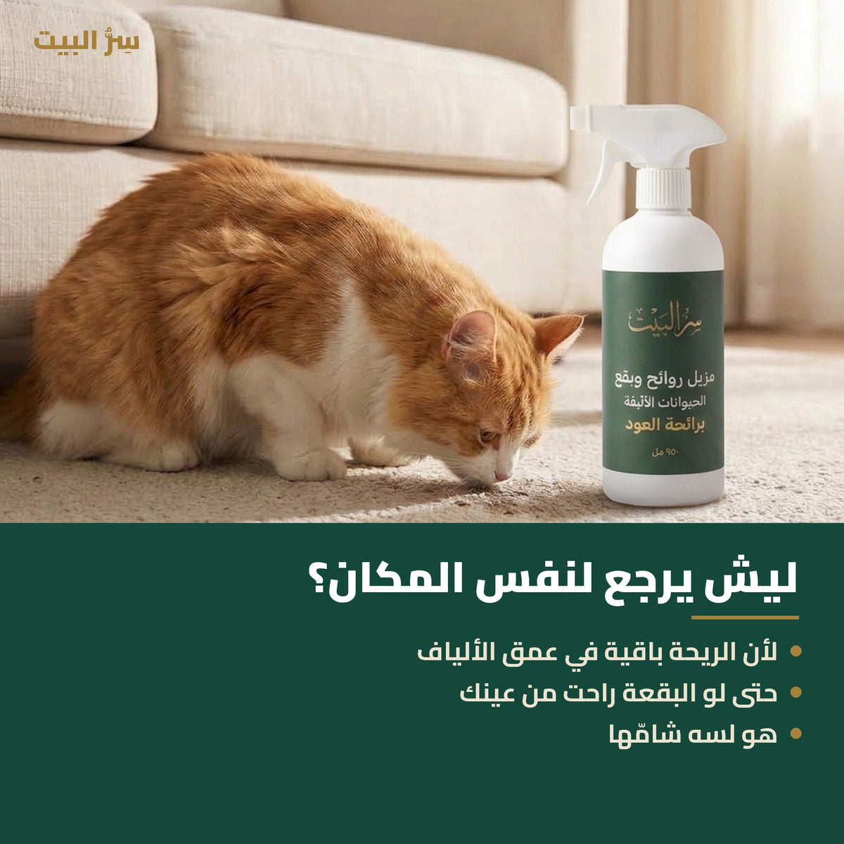 ليش القطة ترجع لنفس المكان؟ لأن الرائحة باقية في عمق الألياف